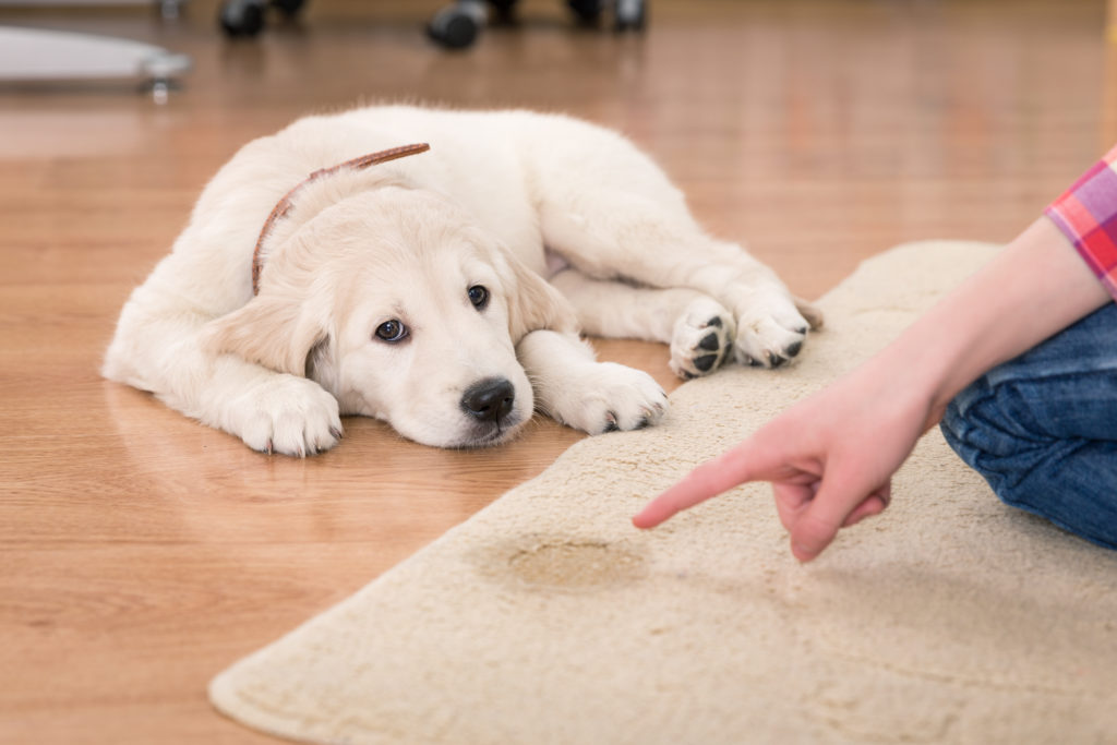 house training of guilty puppy